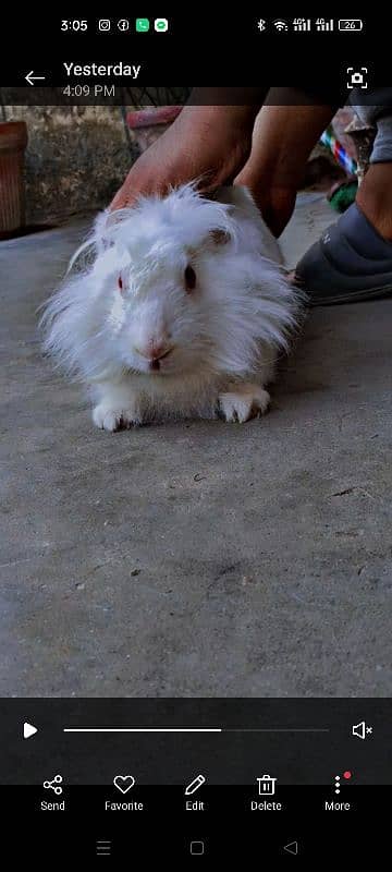 American Pet lionhead 1