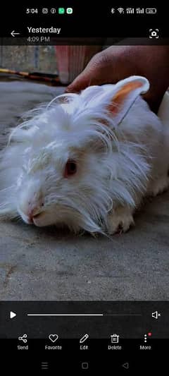 American Pet lionhead