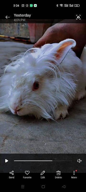 American Pet lionhead 0