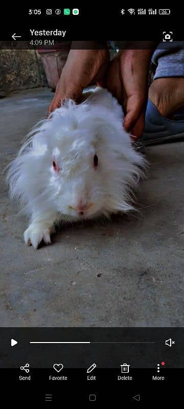 American Pet lionhead 3