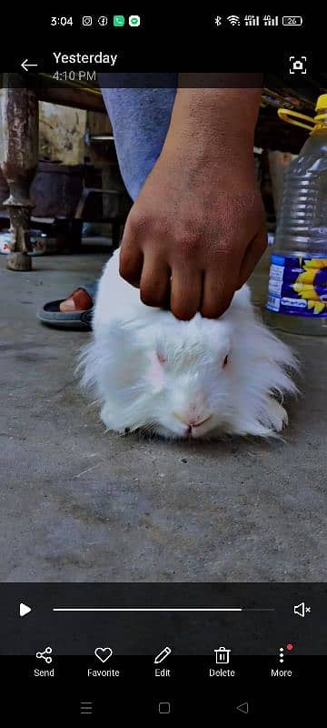 American Pet lionhead 7