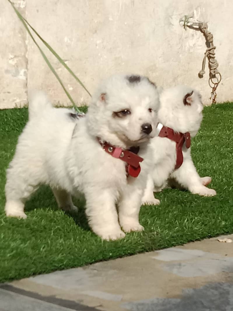 Afghan Kuchi Pair | Afghan Kuchi Puppies | security Dog For Sale 0