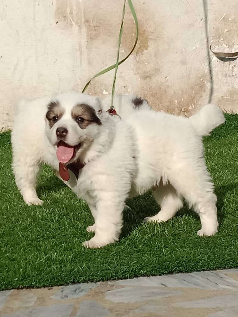 Afghan Kuchi Pair | Afghan Kuchi Puppies | security Dog For Sale 1