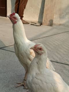 One hen male is around 2 year female hem is reached 1.5 year age