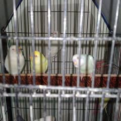 Budgie's for sell