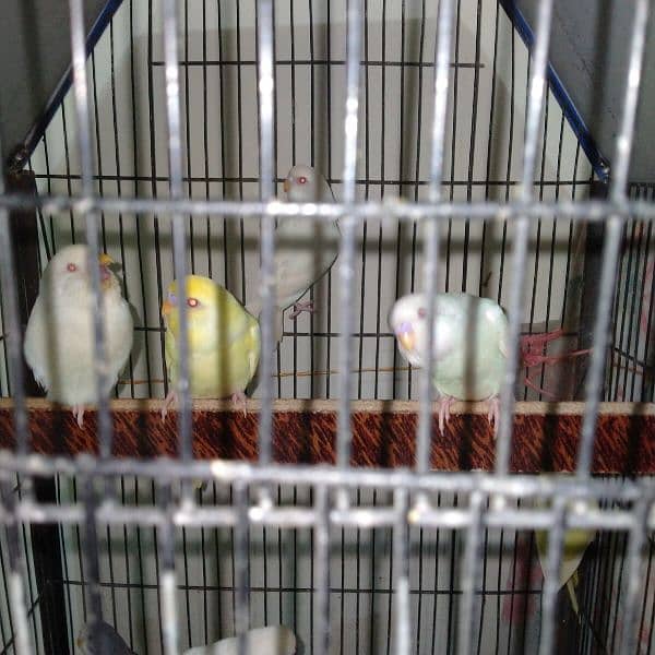 Budgie's for sell 0