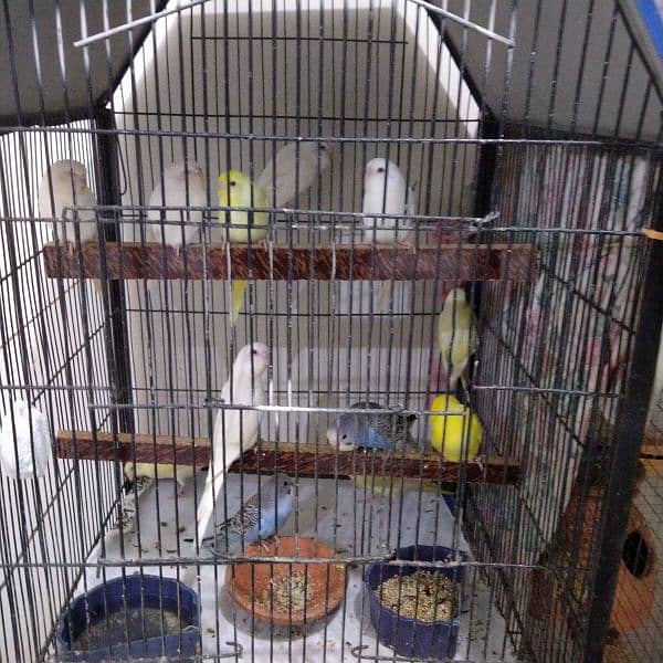 Budgie's for sell 1