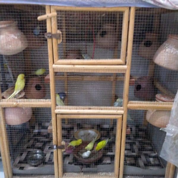 Budgie's for sell 2