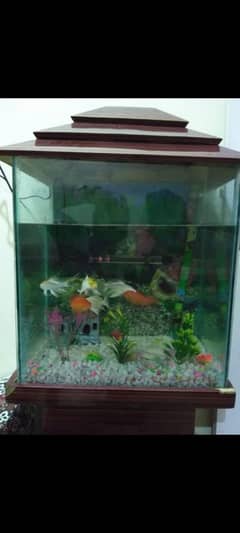aquarium with table