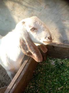 2 daant male goat for sale