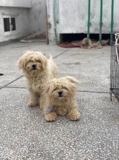 Shihtzu Full White Heera