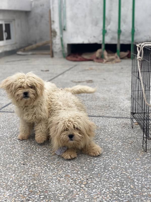 Shihtzu Full White Heera 1