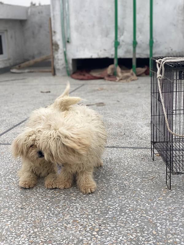 Shihtzu Full White Heera 2