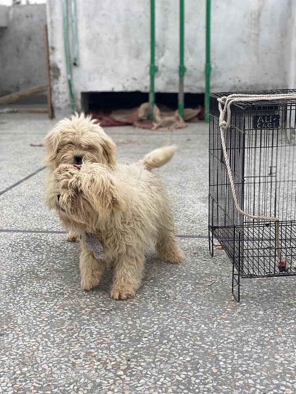 Shihtzu Full White Heera 3