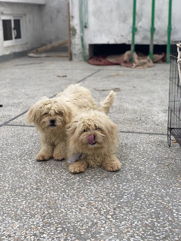 Shihtzu Full White Heera 4