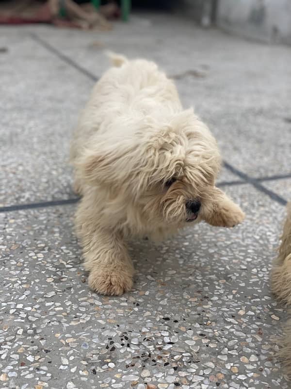 Shihtzu Full White Heera 6