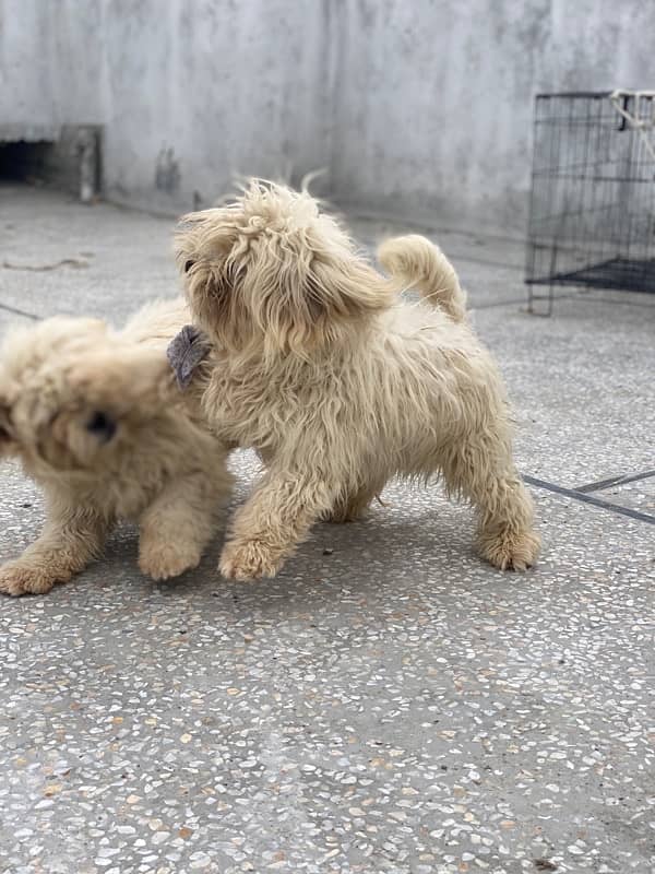 Shihtzu Full White Heera 10