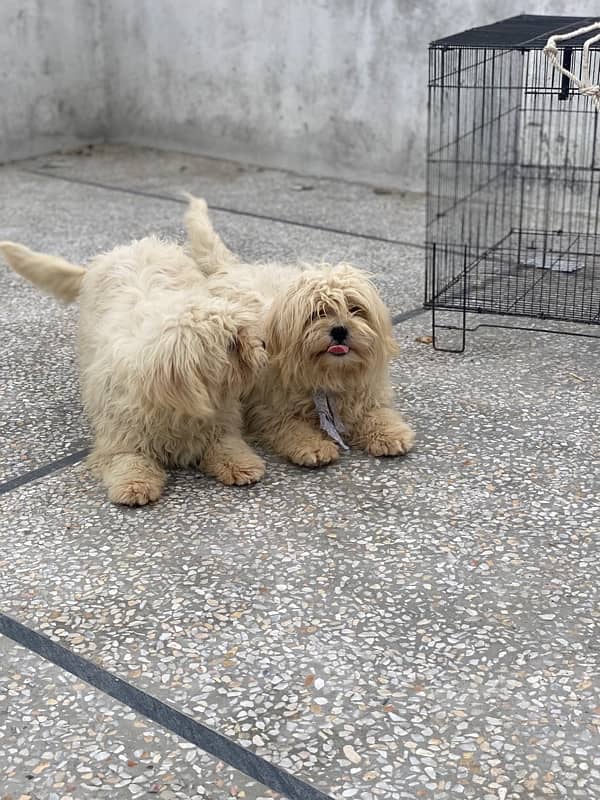 Shihtzu Full White Heera 15