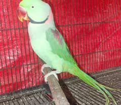 Raw parrot | green parrot | jumbo size Raw parrot | Kashmiri raw