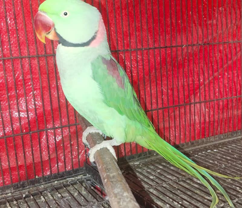 Raw parrot | in Lahore | jumbo size Raw parrot | Kashmiri raw 0