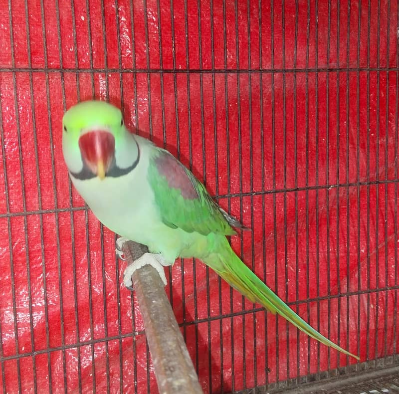 Raw parrot | in Lahore | jumbo size Raw parrot | Kashmiri raw 1