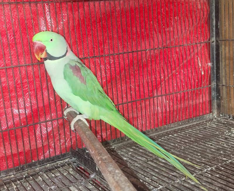 Raw parrot | in Lahore | jumbo size Raw parrot | Kashmiri raw 5