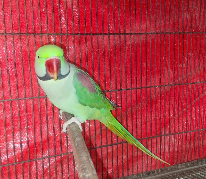 Raw parrot | in Lahore | jumbo size Raw parrot | Kashmiri raw 6