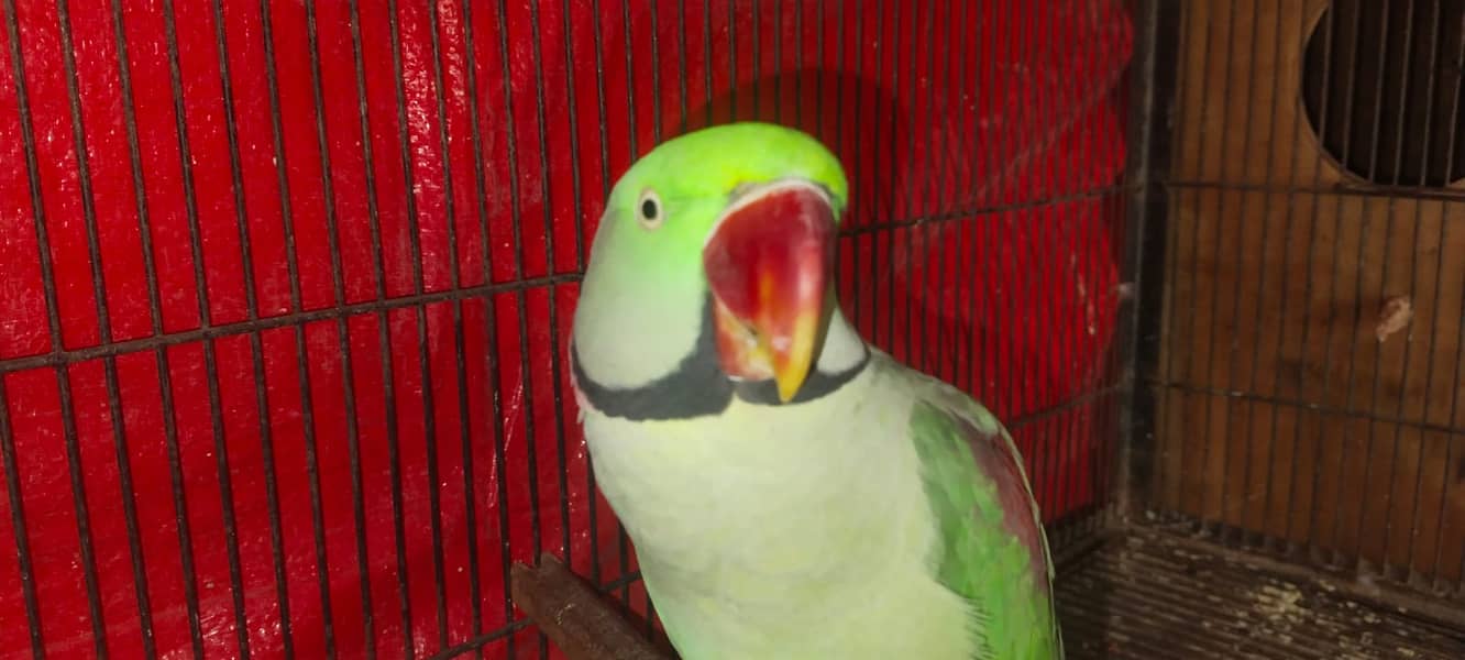 Raw parrot | in Lahore | jumbo size Raw parrot | Kashmiri raw 7