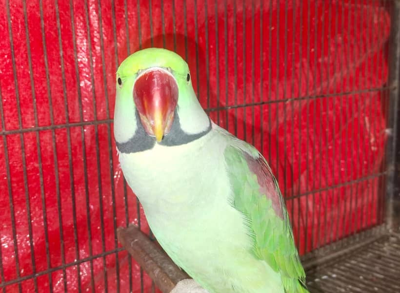 Raw parrot | in Lahore | jumbo size Raw parrot | Kashmiri raw 8