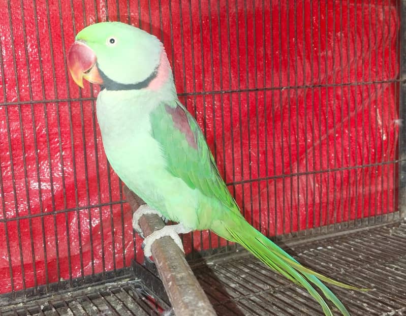 Raw parrot | in Lahore | jumbo size Raw parrot | Kashmiri raw 9