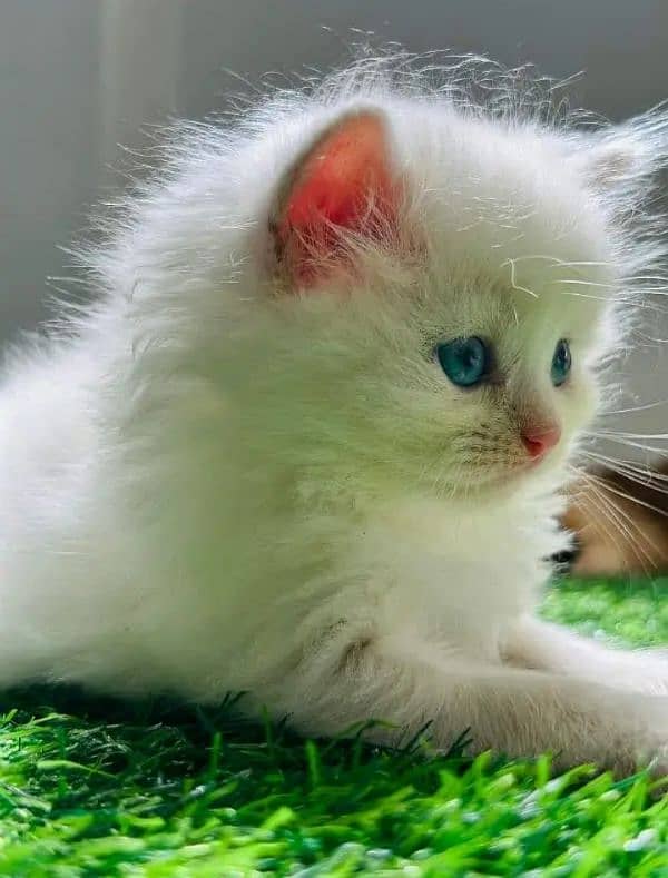 PERSIAN KITTEN CASH ON DELIVERY ALL PAKISTAN WHSTTAAPP 03207679060 0