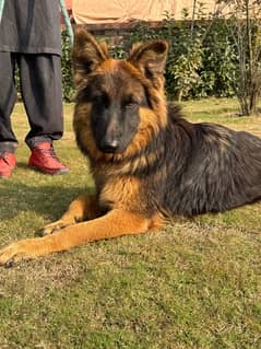 German Shepherd Black and Tan Puppy Pedigreed imported BloodLine