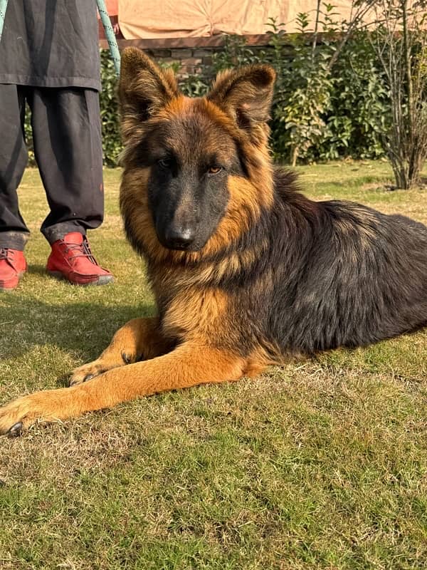 German Shepherd Black and Tan Puppy Pedigreed imported BloodLine 0