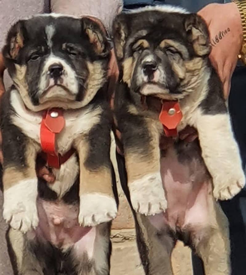 Alabai Pair | King Alabai Breed | Alabai Puppies for sale 0