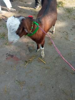 teddy goats lal chamba