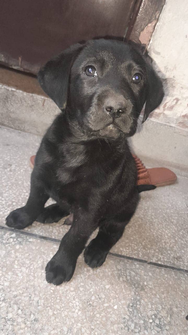 British Labrador Dog 1