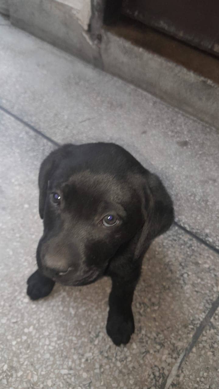 British Labrador Dog 2