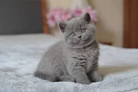 Scottish fold & British shorthair kitten available in Pakistan