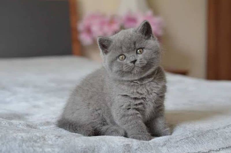 Scottish fold & British shorthair kitten available in Pakistan 0