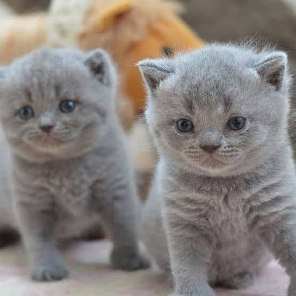 Scottish fold & British shorthair kitten available in Pakistan 7