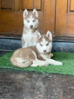 Husky puppies for sale