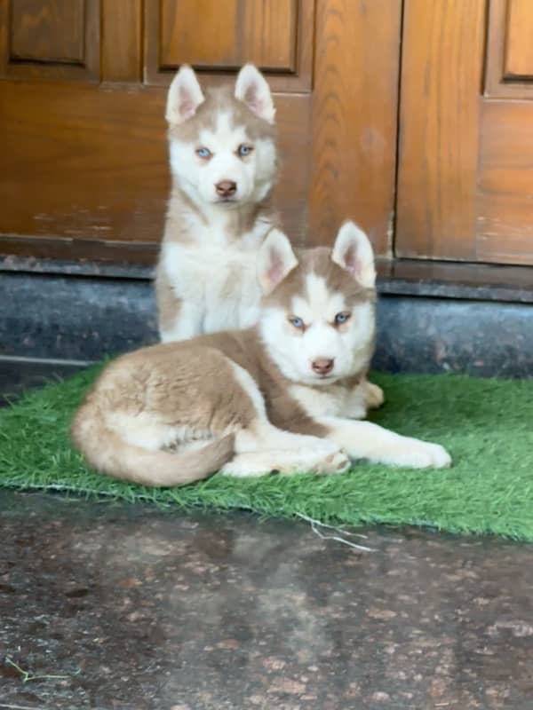 Husky puppies for sale 0