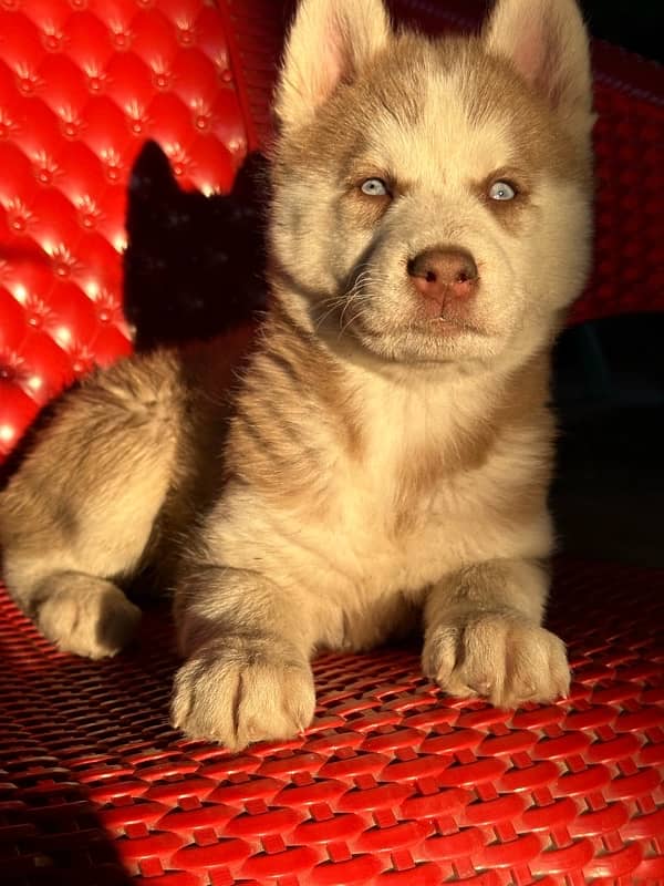 Husky puppies for sale 1