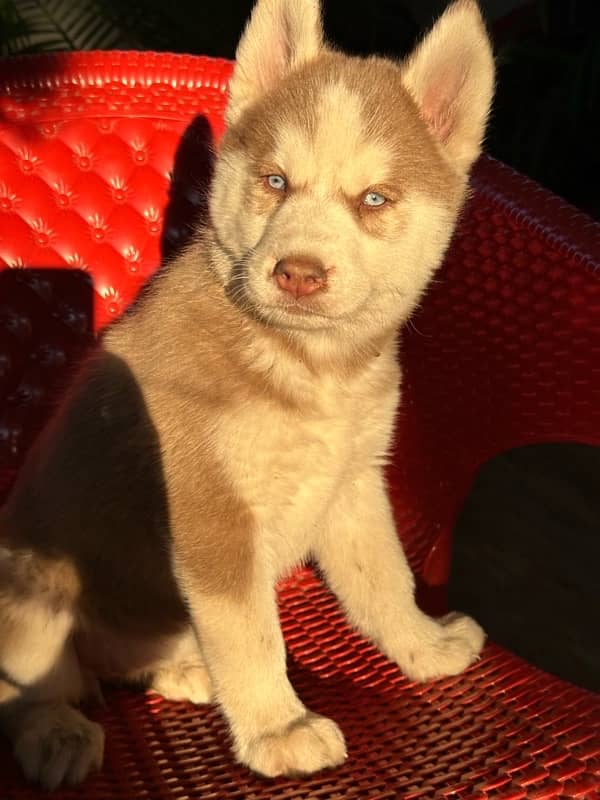 Husky puppies for sale 2