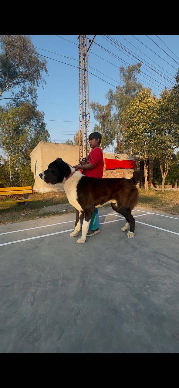 central Asian shepherd alabay / king alabay dog / alabay guard dog 4