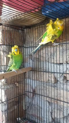 budgies hogoromo lovebirds for sale