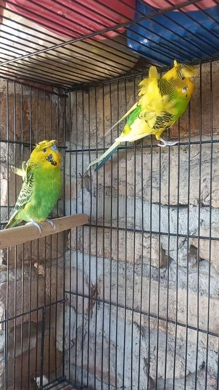 budgies hogoromo lovebirds for sale 1