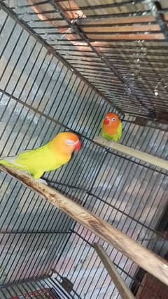 budgies hogoromo lovebirds for sale