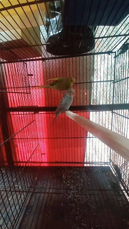 budgies hogoromo lovebirds for sale 3