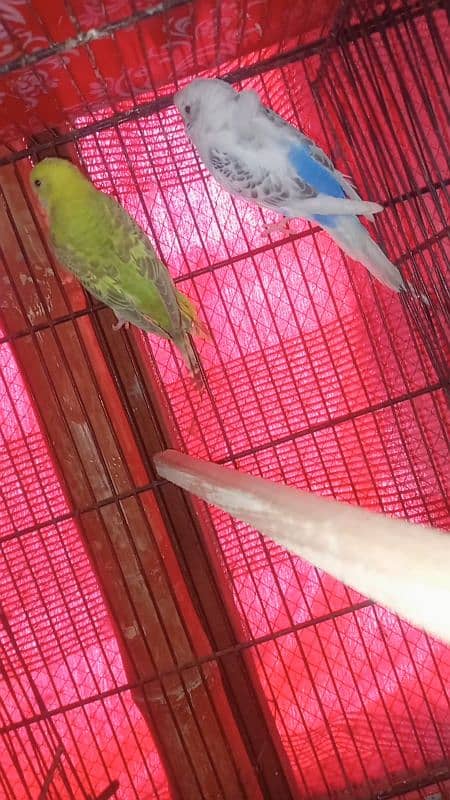 budgies hogoromo lovebirds for sale 4